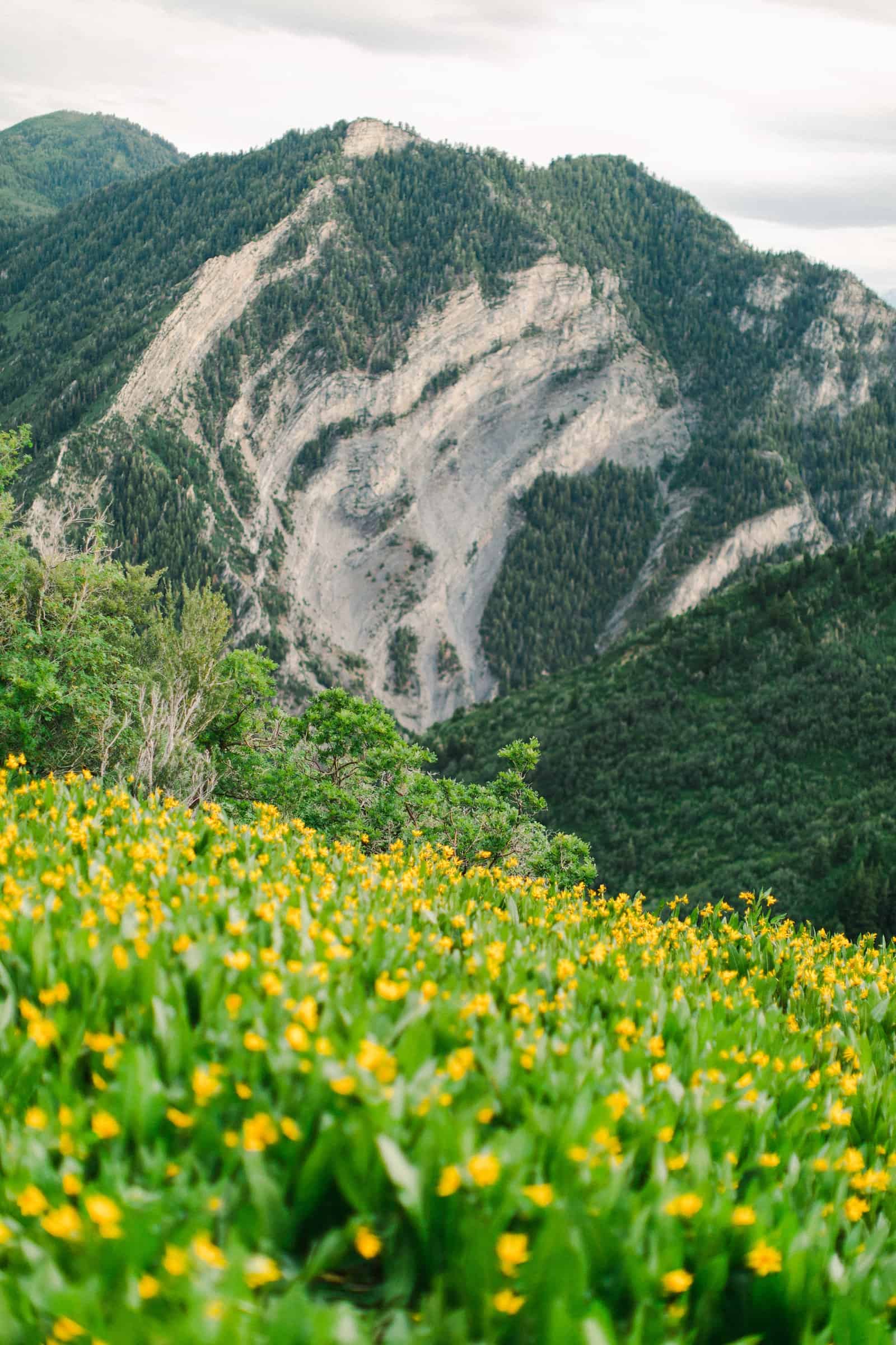 Provo Canyon wildflowers field engagement session, Utah wedding photography, mountain field with yellow flowers