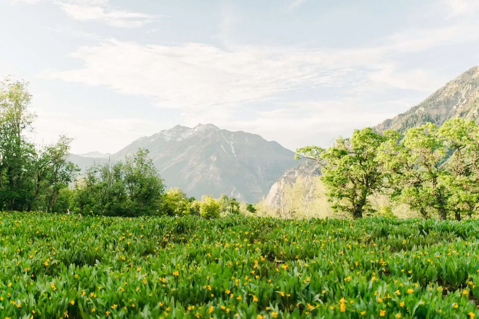 Provo Canyon wildflowers field engagement session, Utah wedding photography, mountain field with yellow flowers